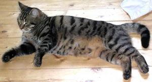 Samson vermisst seit 19. September 2008