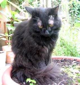 Tom-Tom vermisst seit 22. August 2008