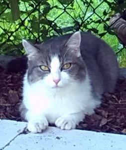 Kater LUCKY - vermisst seit 14.01.2015 in 82084 Taufkirchen (Im Mitterfeld)