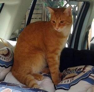 Kater MOODY - vermisst seit 06.02.2015 in München-Lerchenau (direkt am Lerchenauer See)